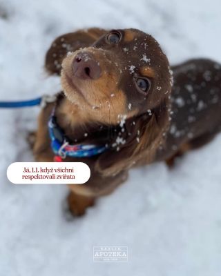 Příroda je pro nás zdrojem inspirace 🫶🏻 Zkuste letos klidnější oslavu – uděláte tím radost zvířatům i Zemi 🐾🌿 S láskou,...